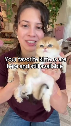 Adorable Ragdoll Kittens Available Now!