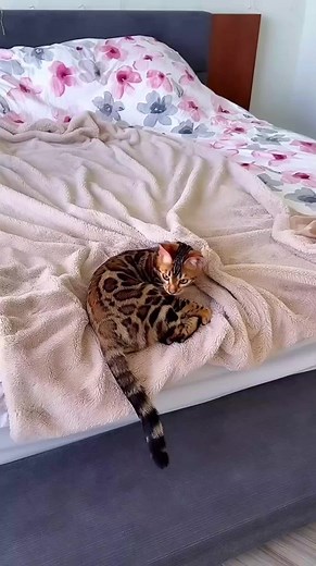 Ashera Cats (@ashera.cats)’s videos with original sound - Ashera Cats