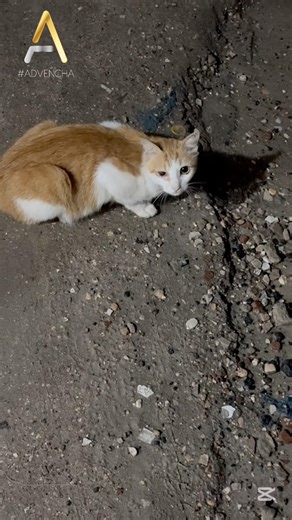 Just a cat, but still a life that matters