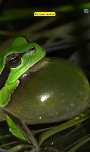 European Tree Frog's amazing sound! #original #birdsound #wildlife #birdsongs #naturesvoice
