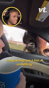 The ostriches are absolutely ruthless! 😱 | VT