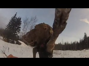 GoPro Moose Attack