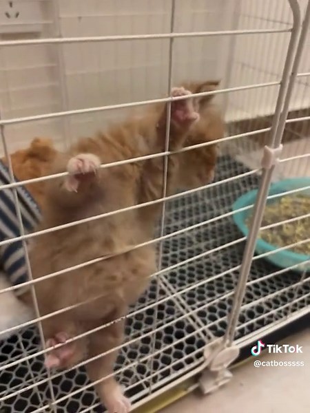 Cute Kitten Video: The Ultimate Cat Boss Moment 🥹