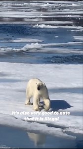 Polar bear alert 🚨​🐻‍❄️ | Cecilia Blomdahl