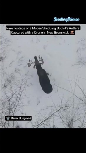 Rare Footage of a Moose Shedding Both it's Antlers 🫎 #science #nature #antlers