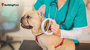 Should You Microchip Your Dog? Pros, Cons, And FAQs