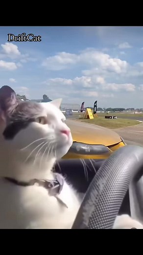 Drifting Cat Compilation