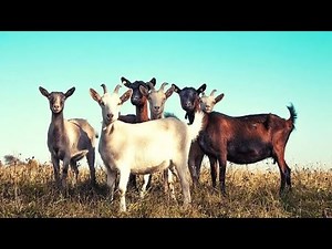 10 Best Goat Breeds For Milk Production