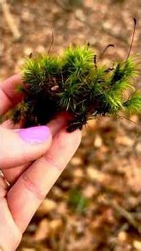 Different types of wild mosses #MossGarden #LivingMoss #ShadeGarden #EvergreenGroundCover