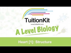 Heart [1]: Structure (Biology)