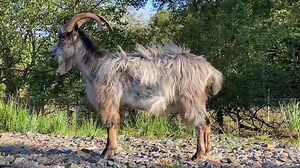 51K views · 2.1K reactions | Wild Ireland is proud to now be apart of the Old Irish Goat breeding program. Goat Toys https://www.wildireland.org/animals-1/oldirishgoat Donations  www.oldirishgoat.ie (scroll to bottom of the page to donate) The Old Irish Goat society was established to help save this endangered breed. To learn more about the Old Irish Goat, please visit  www.oldirishgoat.ie   Old Irish Goat Society | Wild Ireland | Facebook