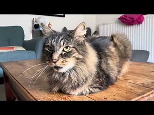 15 cat positions as demonstrated by Eric the cat