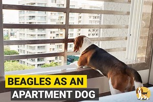 Beagle as an Apartment Dog - Pros and Cons - Beagle Care