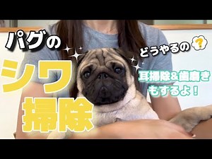 【初心者向け】パグの毎日のお手入れ方法🫧