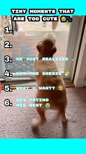 Tiny Dog Tries to Howl… This Is Too Cute 😭🐶 | Adorable Pet Moments