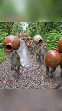 IMPOSSIBLE! Monkeys Build A Mud Hut On The World’s Tallest Palm Tree (4K)