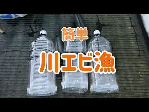 簡単川エビ漁！