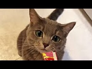 チャオちゅーる CM