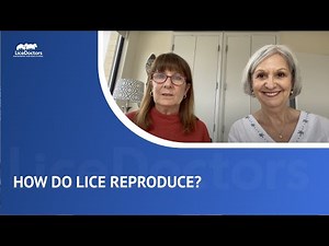 How Do Head Lice Reproduce? | LiceDoctors