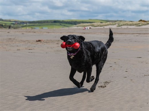 Assembly: Happy and healthy animals | Teaching Resources