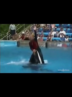 Orca attacks trainer.