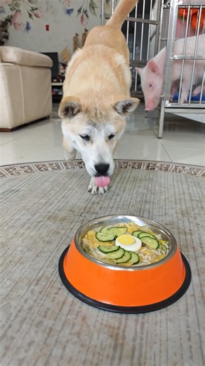 Little pig and little dog eat while spinning around