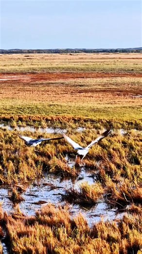 35K views · 1.9K reactions | Many migratory birds arrive at a wetland of north China's Inner Mongolia Autonomous Region in late autumn as a pause during their journey to the south. 謹閭 | Across Inner Mongolia | Facebook