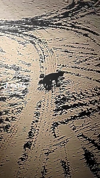 Adorable Dog Dancing Video: Happy Life, Cute Dog Dancer