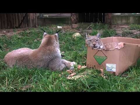 Lynxes Sleeping in Boxes — Just Like Big House Cats! 😴📦