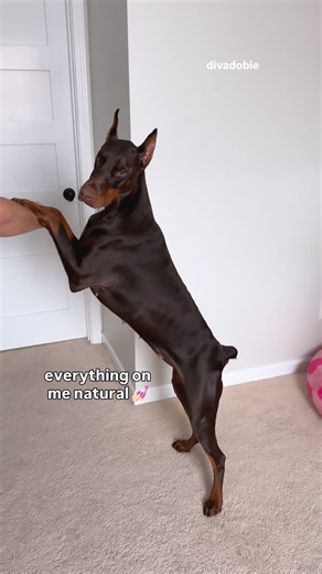 Zeusa on Instagram: "Zeusa really is that girl 💅🏻✨ She’s pawfecttt • • • #dogsofinstagram #viraldogs #funnydog #trending #pettrend European red and rust Doberman | Viral funny dog video"