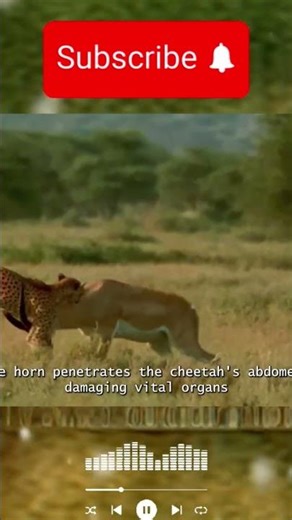 Cheetah vs Gazelle: A Brutal Fight for Survival on the African Savannah