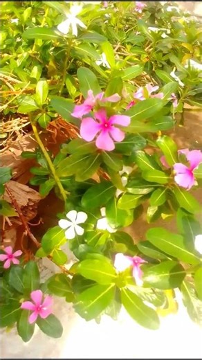 Did You Know This About Plants? 🌱”