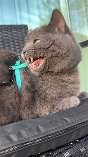 Did you know Cats can sing? #shorts #cat #viral