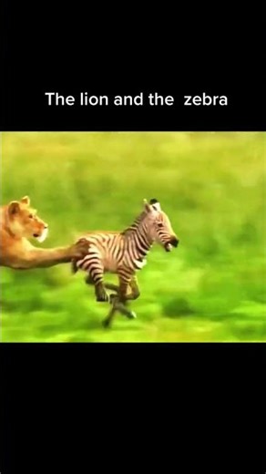 UNREAL! Lioness Chases Down Zebra in High-Speed Hunt (2026) 🦁🦓