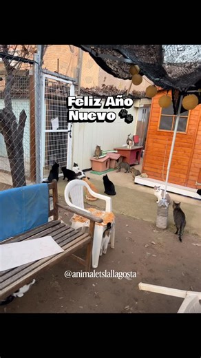 Animalets La Llagosta on Instagram: "✨ Feliz Año Nuevo 2026✨ Ojalá el año que viene sea mucho mejor, para las personas y para los animales. Que venga con más empatía, más respeto y más corazones dispuestos a ayudar. Gracias por estar a nuestro lado, por no soltarnos la mano y por seguir luchando por ellos cada día. 🐾💚 Que el nuevo año nos regale más finales felices. #felizañonuevo #gatos #adopta #gatitos #animales"