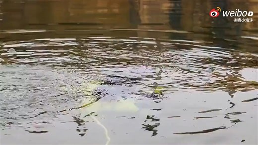 3.5K views · 52 reactions | 從水下出動的無人機。 From:大疆 | Smart Robots 智慧機器人 | Facebook