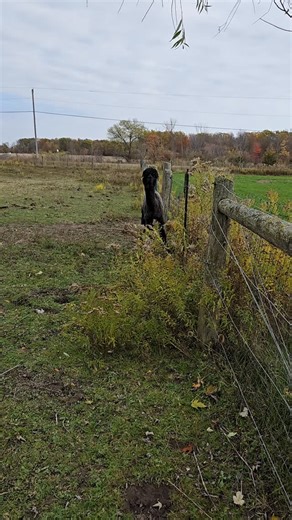 45 reactions | Standby for full body scratch. Braincell must load first. 殺 | The Ass Menagerie Sanctuary | Facebook