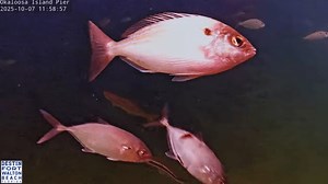 Okaloosa Island Pier's underwater livestream captivates viewers worldwide