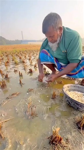 Multiple Cropping Farming Technique of Bangladesh