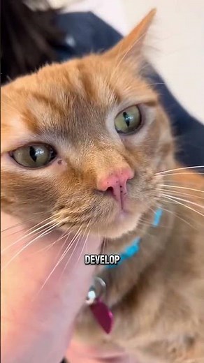 5 Fun Facts About Orange Tabby Cats 🐱🍊