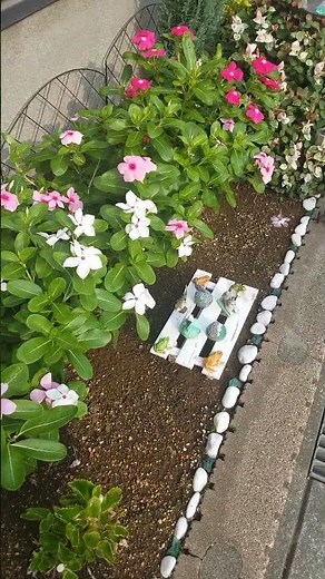 住宅街に 黄色いメランポジウムの花 ニチニチソウの花が咲いていた 2025年9月9日