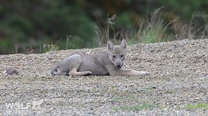 1.3K views · 102 reactions | Today for #WolfAwarenessWeek,...