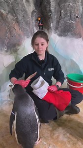 Friday facts! Let’s learn about Gentoo Penguins🐧🥰 #penguin #facts #animals #aquarium #sealife | National SEA LIFE Centre Birmingham