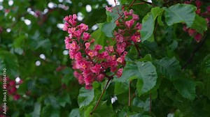 Red chestnut blossom close up and green leaves. Spring. The branches of the chestnut tree are barely swaying in the wind.
