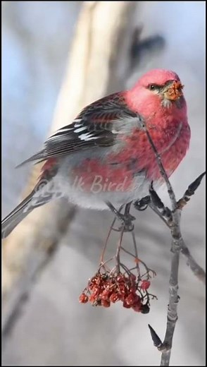 Pine Grosbeak/Pinicola enucleator #shorts #reels #video #animals #birds #viral #fyp #nature #wildtv