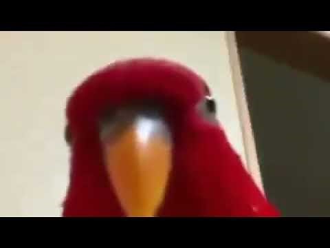 red bird meme