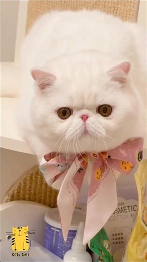 Funny Cat & Cute Kittens831😻 #shorts #kucing #kucinglucu #funny #pet #cat #foryou #viral #viralvideo
