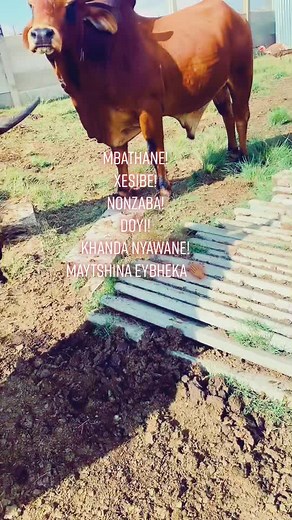 Xesibe and Mbathane Clan Names and Praises