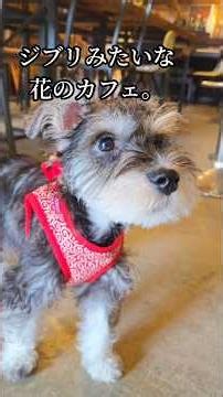ジブリみたいな花のカフェ #伊豆 #観光 #ランチ #アメカジ #デニム #エイジング #色落ち #いぬ #犬のいる暮らし #ミニチュアシュナウザー #ペット #河津町 #ww2 #大戦 #おすすめ
