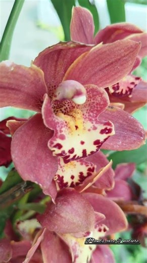 Beautiful orchid flower beautiful flowers #ytshorts #youtubeshorts #trending #nature #flowers